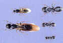 Various size Carpenter ants Courtesy N.P.M.A.