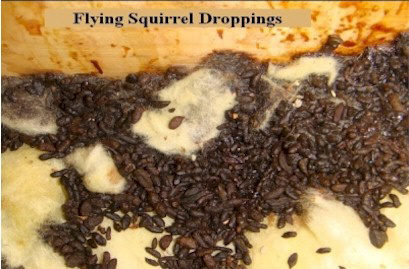 Flying-Squirrel-Droppings-on Attic-Floor-Insulation-Andover-Ma-Squirrel-Removal