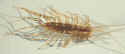 House Centipede