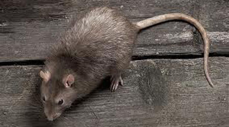 norway_rat