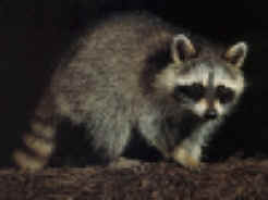 raccoon-control-trapping-lexington-ma