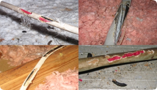 grey-squirrel-damage-to-wiring-chelmsford-ma