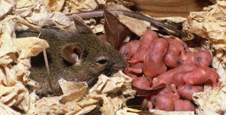 house mouse with offspring