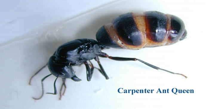 ant-pest-control-treatment-cohasset-ma-carpenter ant queen