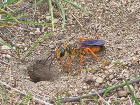 ground-bee-wasp-removal-hull-ma-bee removal