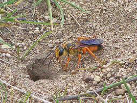 ground-bee-wasp-removal-weymouth-ma-bee removal