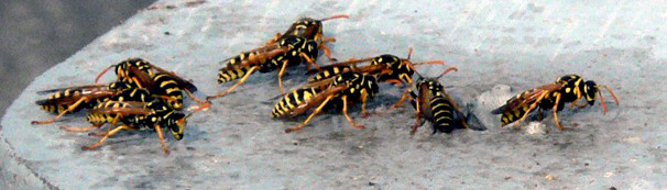 wasp-nest-removal-w.newbury-ma-bee-hornet-yellow-jacket-control