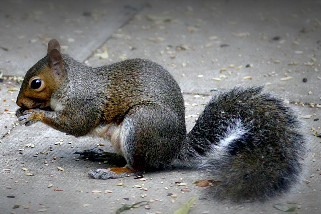 grey-squirrel-feeding-squirrel-control-billerica-ma