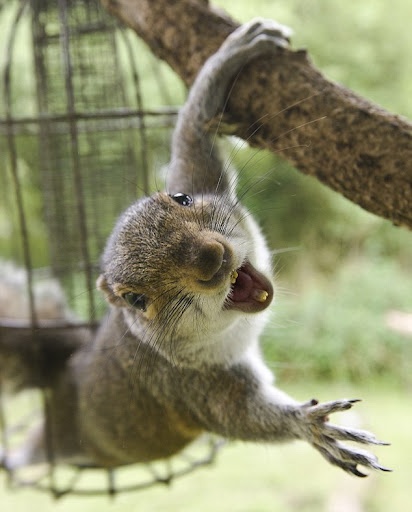 Squirrel Jumping out of Bird Feeder squirrel-control-needed-for-squirrels-in-bird-feeder