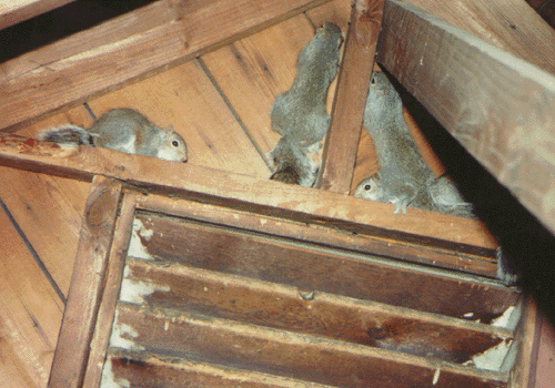 Squirrels-in-attic-gable-tewksbury-ma-squirrel-control-needed