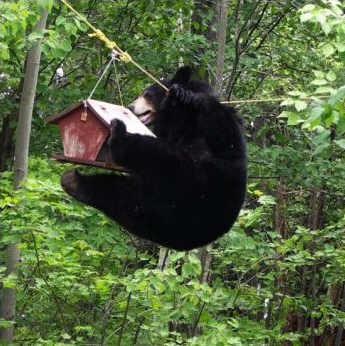 Black bear climping to bird feeder bear_in_bird_feeder