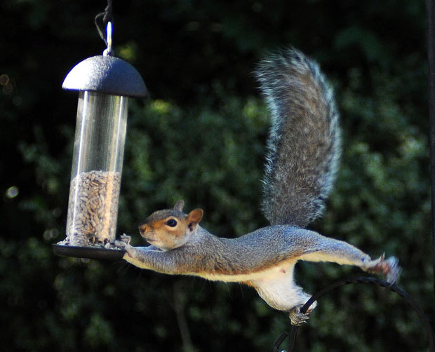 Stop Squirrels in Attic » The Money Pit