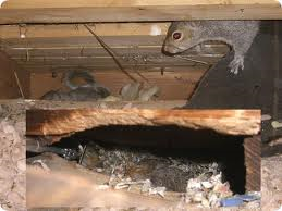 https://www.securitypest.com/wp-content/uploads/2013/12/squirrel-nest-in-house.png