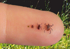 Pest Control Lowell MA - Tick Control Ma-Tick Spraying-MA-Dog Ticks in Mass