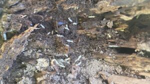 Live termites found eating a tree stump next to a house