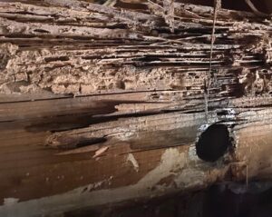 Termite Damaged Wood - Termite Treatment - Termite Inspection