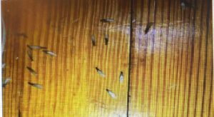 Termites with wings on hardwood flooring