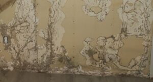 Termite Inspection- Termite Treatment- Termite Damage